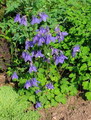 Siberian Columbine